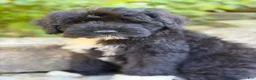 Portuguese Water Dog dogs for sale: Findlay - Ad 3