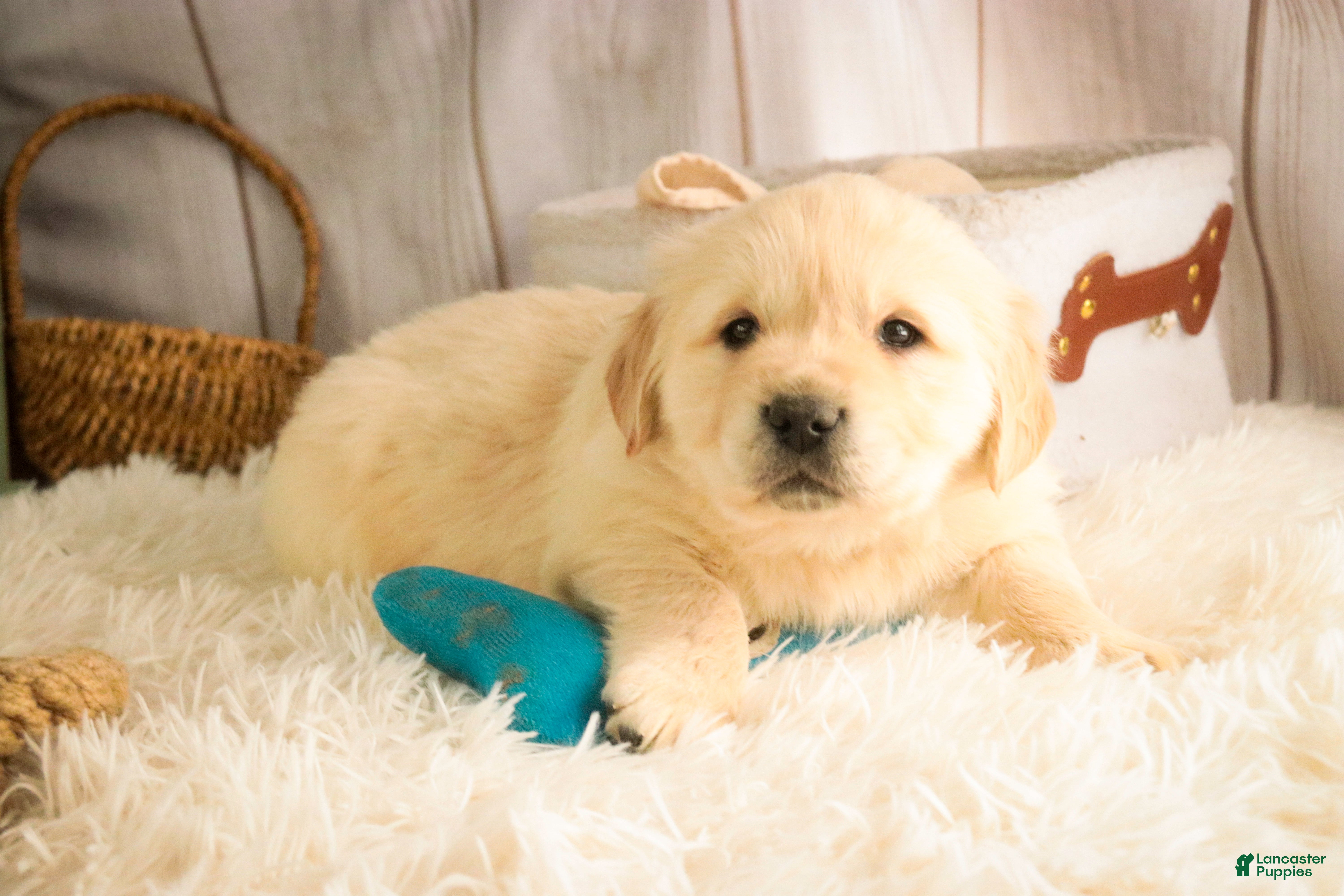 Golden Retriever dogs Riggs - Ad 35