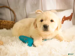 Golden Retriever dogs Riggs - Ad 35