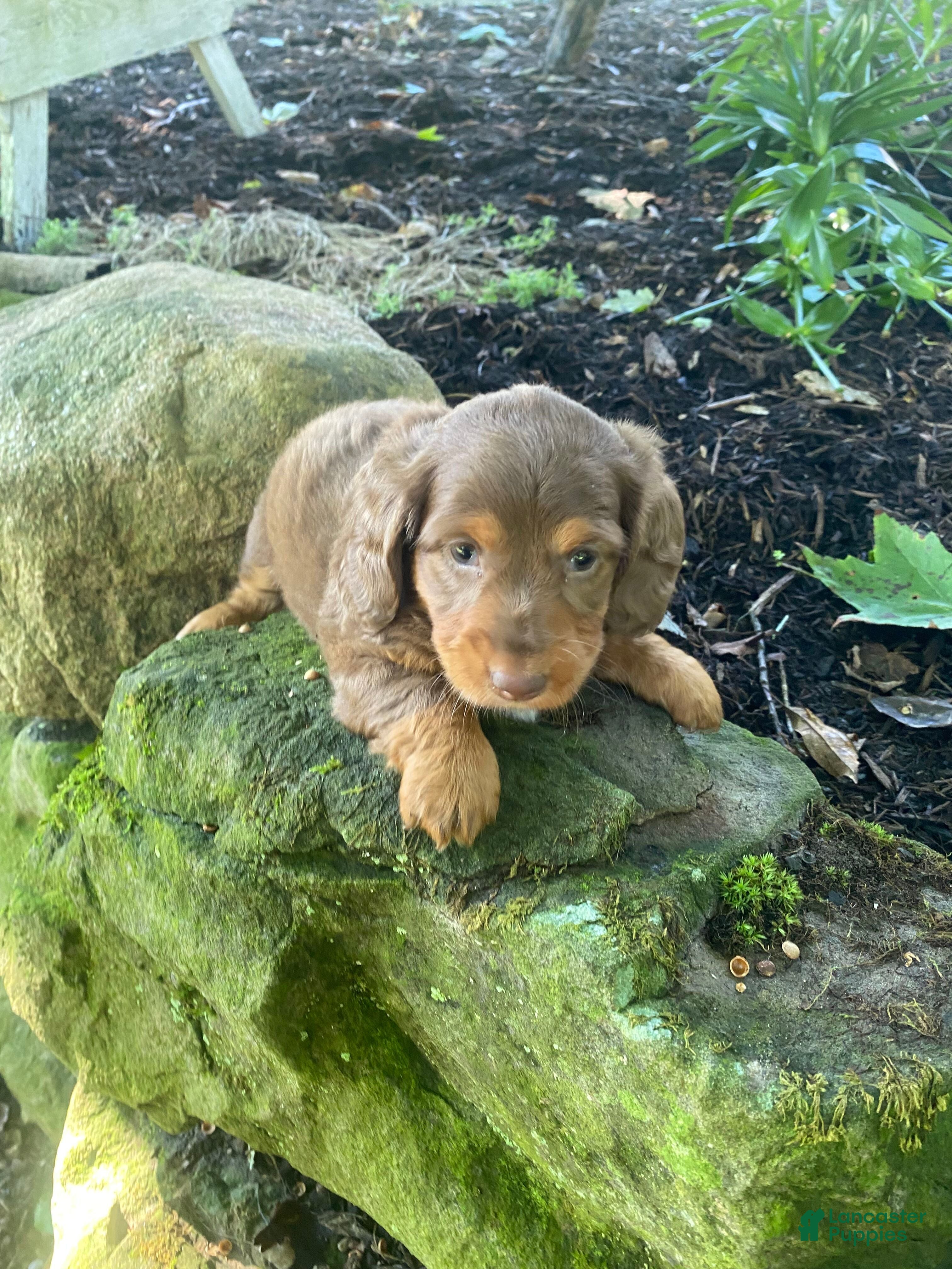 Miniature Dachshund dogs Piper - Ad 2