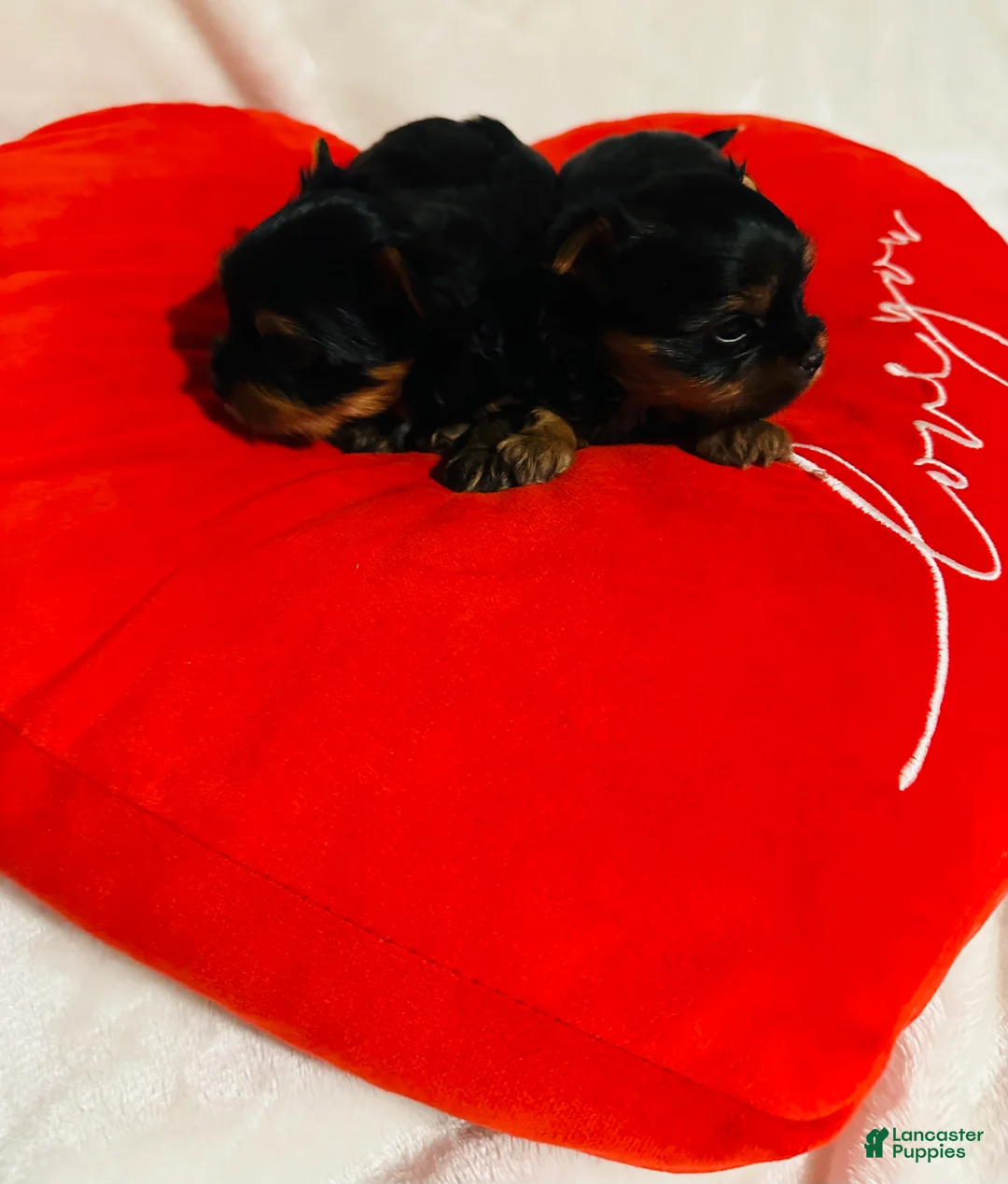 Yorkshire Terrier dogs for sale: Yorkshire Terrier Puppy 3 - Ad 1