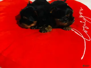 Yorkshire Terrier dogs Yorkshire Terrier Puppy 3 - Ad 15