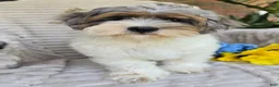 Shihpoo dogs for sale: Patches - Ad 3