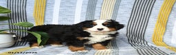 Bernese Mountain Dog dogs for sale: Brindley - Ad 2
