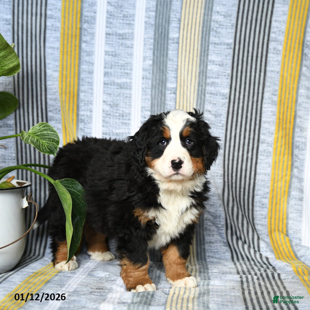 Bernese Mountain Dog dogs for sale: Brindley - Ad 2
