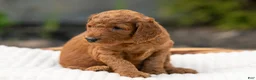 Irish Doodle dogs for sale: Dark Pink Collar - “Robin” - Ad 2