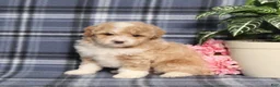Miniature Poodle dogs for sale: Tobias  - Ad 4