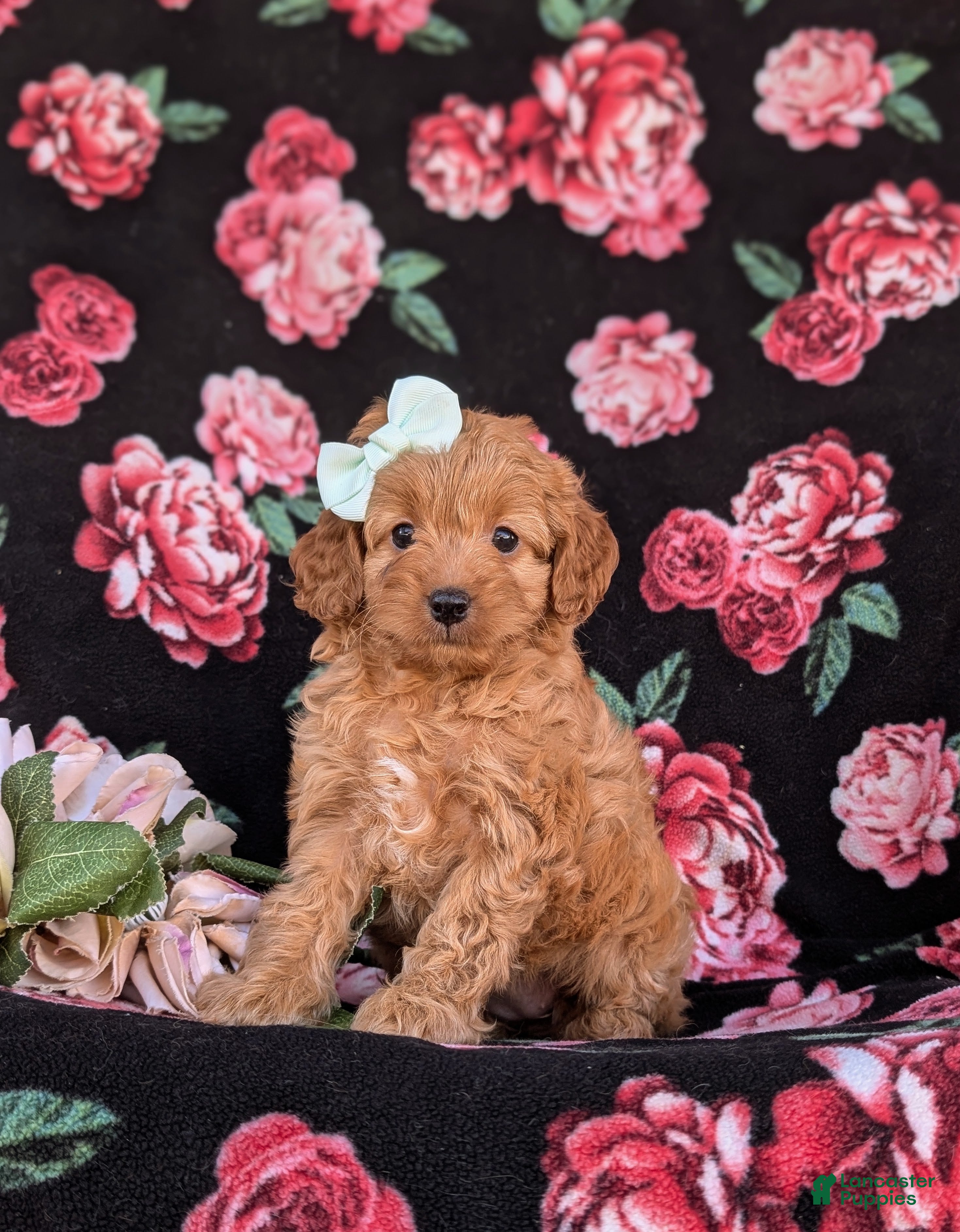 Cockapoo dogs Kaelee Hypoallergenic - Ad 1