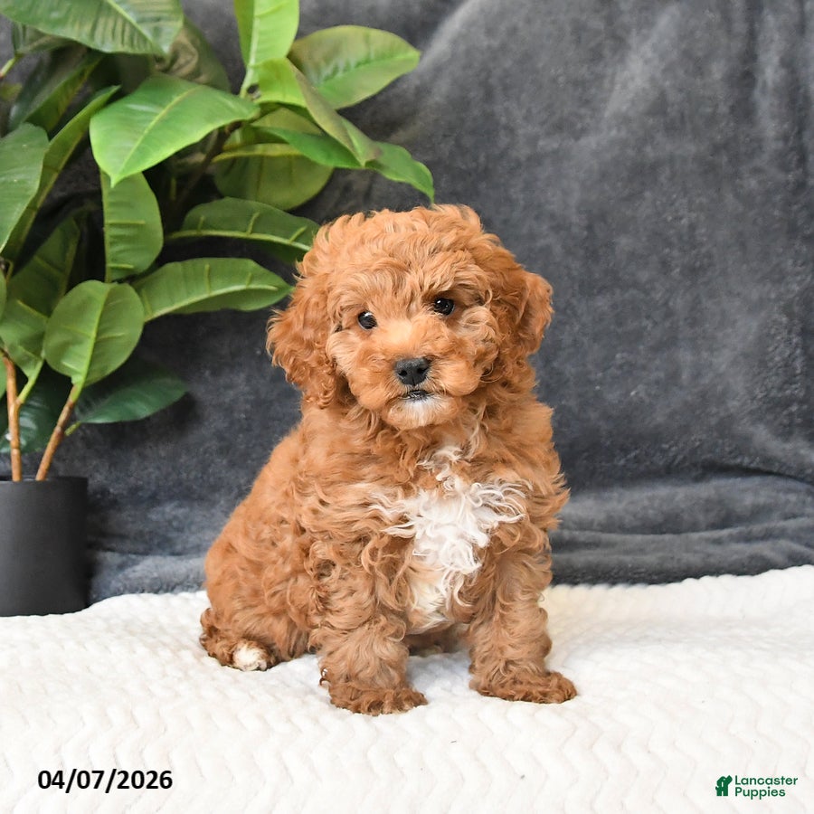 Cavapoo dogs Bo  - Ad 1