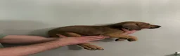 Mixed Breed dogs for sale: Puppy 5 - Ad 2