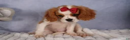 Cavalier King Charles Spaniel dogs for sale:  Nugget🐾 - Ad 8