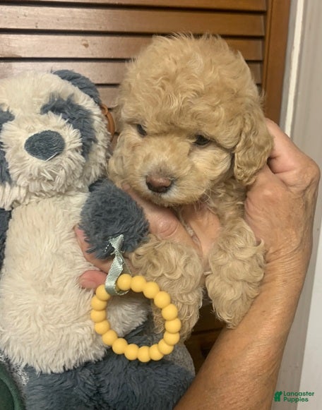 Cockapoo dogs Cockapoo Puppy 2 - Ad 1