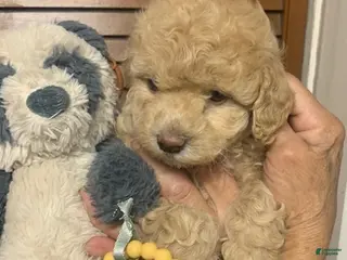 Cockapoo dogs Cockapoo Puppy 2 - Ad 11