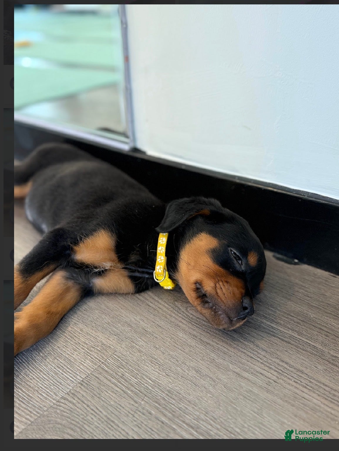 Rottweiler dogs Rottweiler yellow - Ad 9