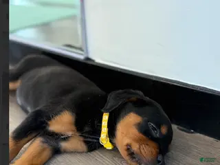 Rottweiler dogs Rottweiler yellow - Ad 9