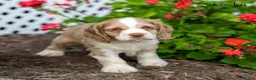 Cocker Spaniel dogs for sale: Lucky - Ad 4