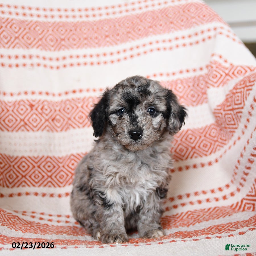 Miniature Poodle dogs Bonnie - Ad 2