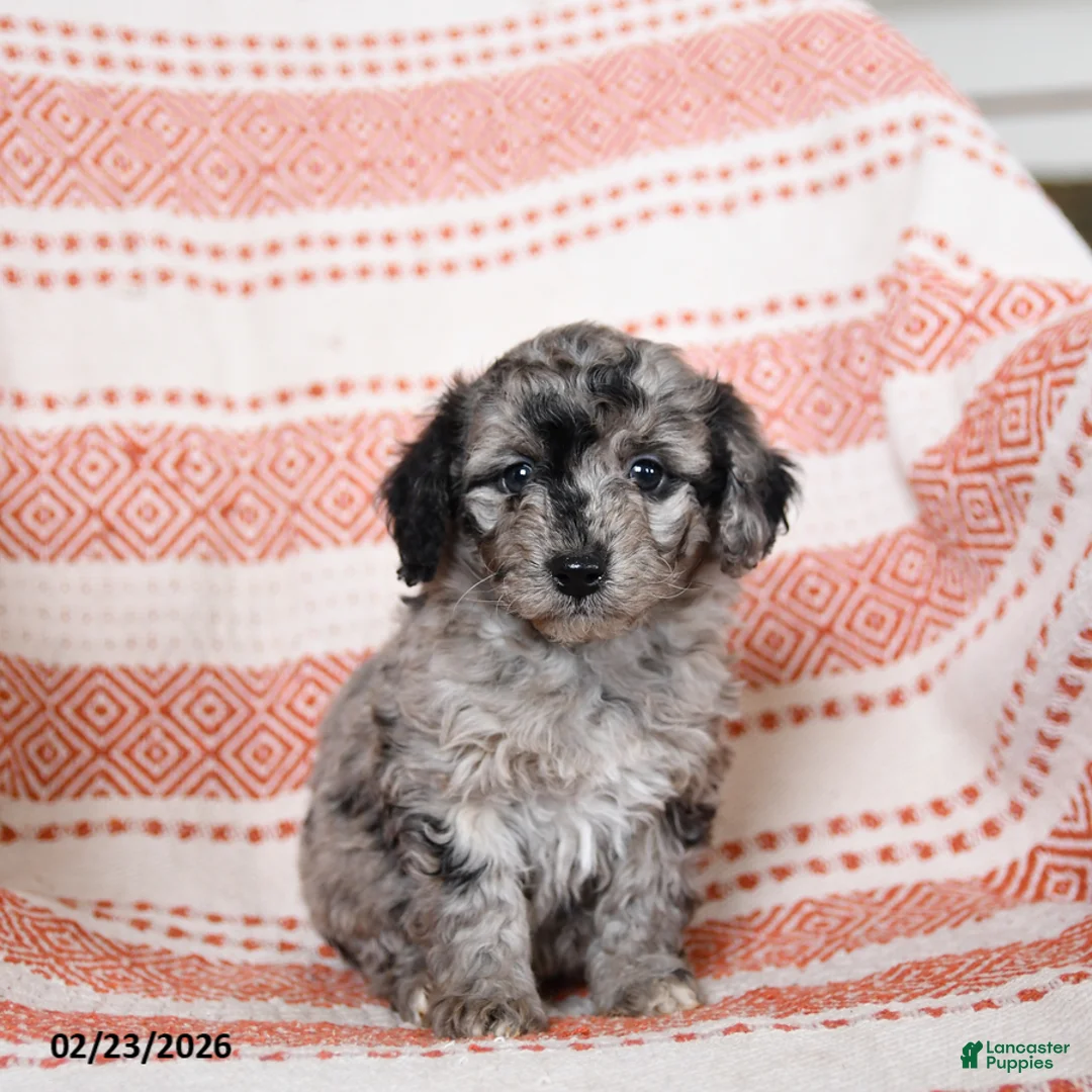 Miniature Poodle dogs for sale: Bonnie - Ad 2