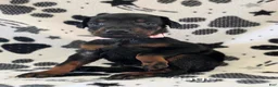 Doberman Pinscher dogs for sale: Sage - Ad 1