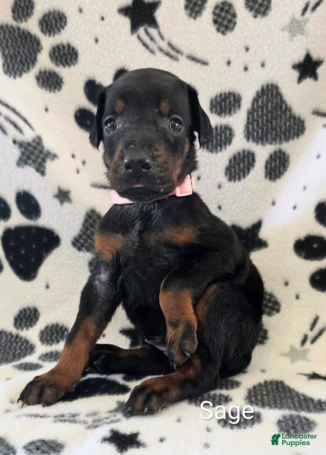Doberman Pinscher dogs for sale: Sage - Ad 1