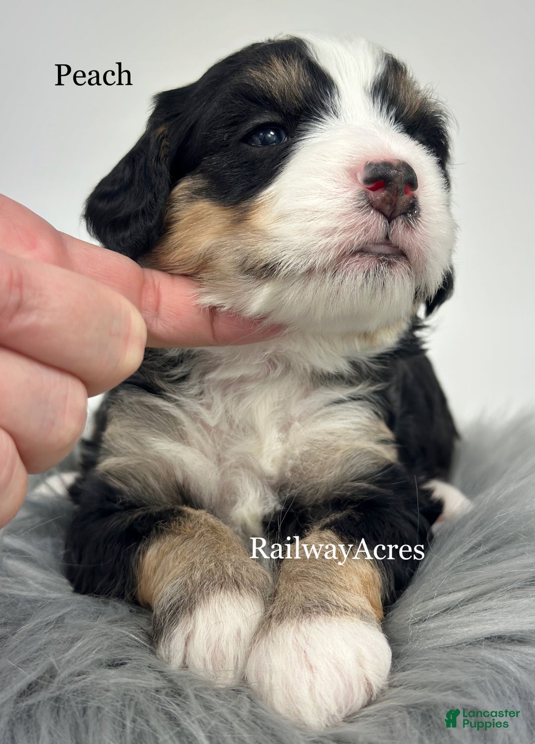 Mini Bernedoodle dogs for sale: Peach - Ad 3