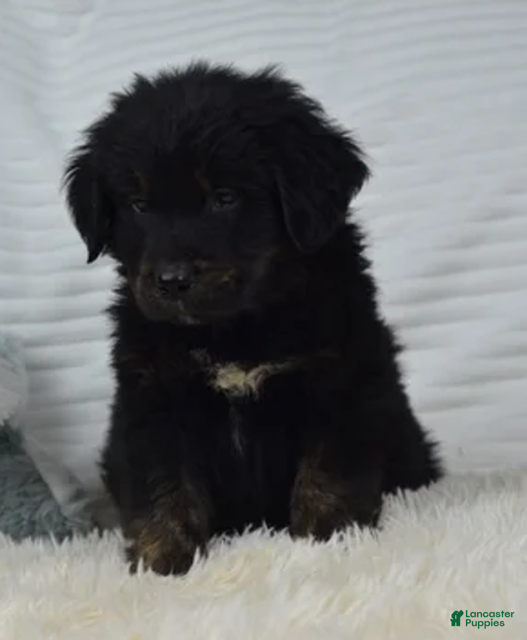 Mixed Breed dogs for sale: Summit - Ad 3