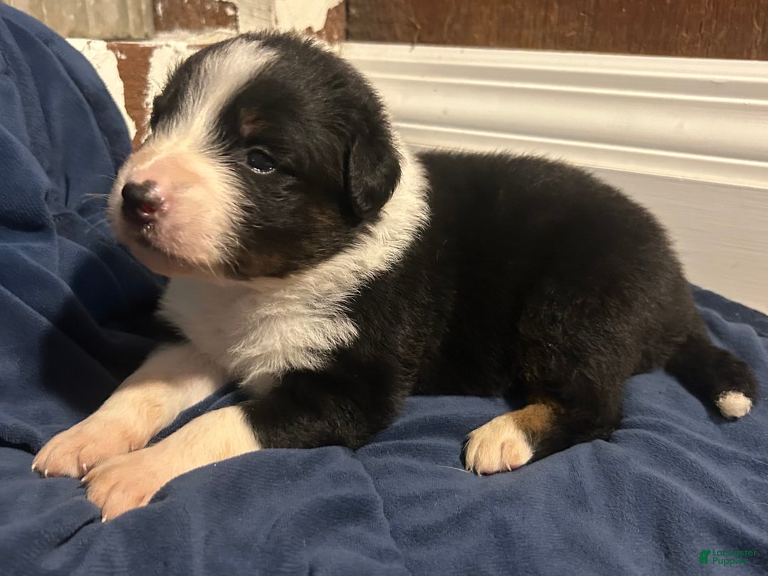 Australian Shepherd dogs for sale: Ruth - Ad 43