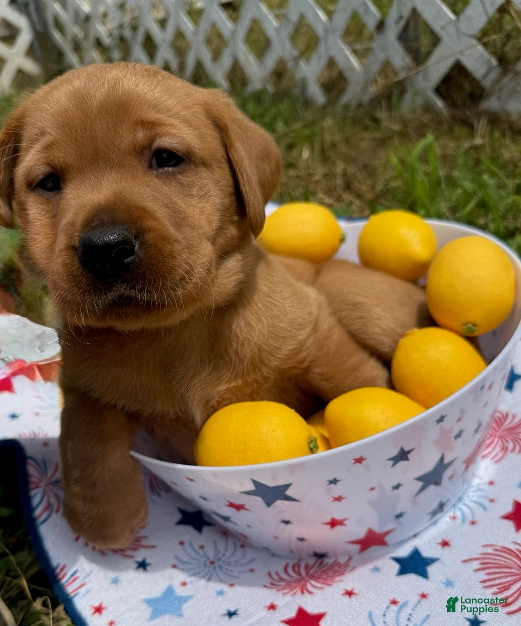 Labrador Retriever dogs Teddy Graham - Ad 2