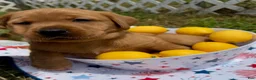 Labrador Retriever dogs for sale: Teddy Graham - Ad 2