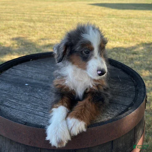 Mini Bernedoodle dogs for sale: Anthony - Ad 2