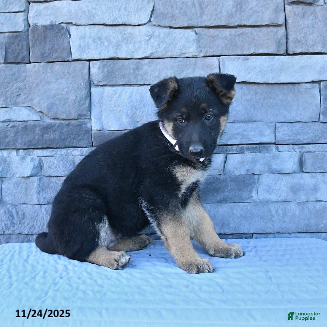 German Shepherd dogs for sale: Holly - Ad 2