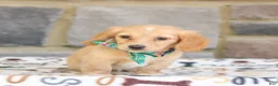 Miniature Dachshund dogs for sale: Nellie  - Ad 3