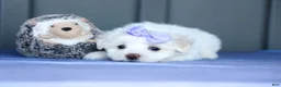 Maltese dogs for sale: PENNY - Ad 17