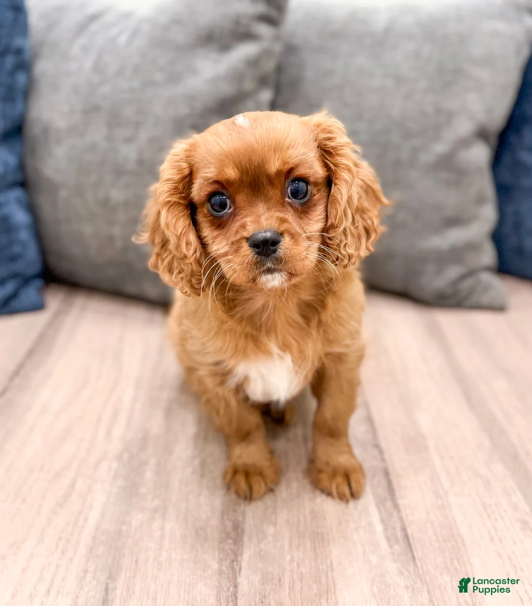 Cavalier King Charles Spaniel dogs for sale: Duke - Ad 3