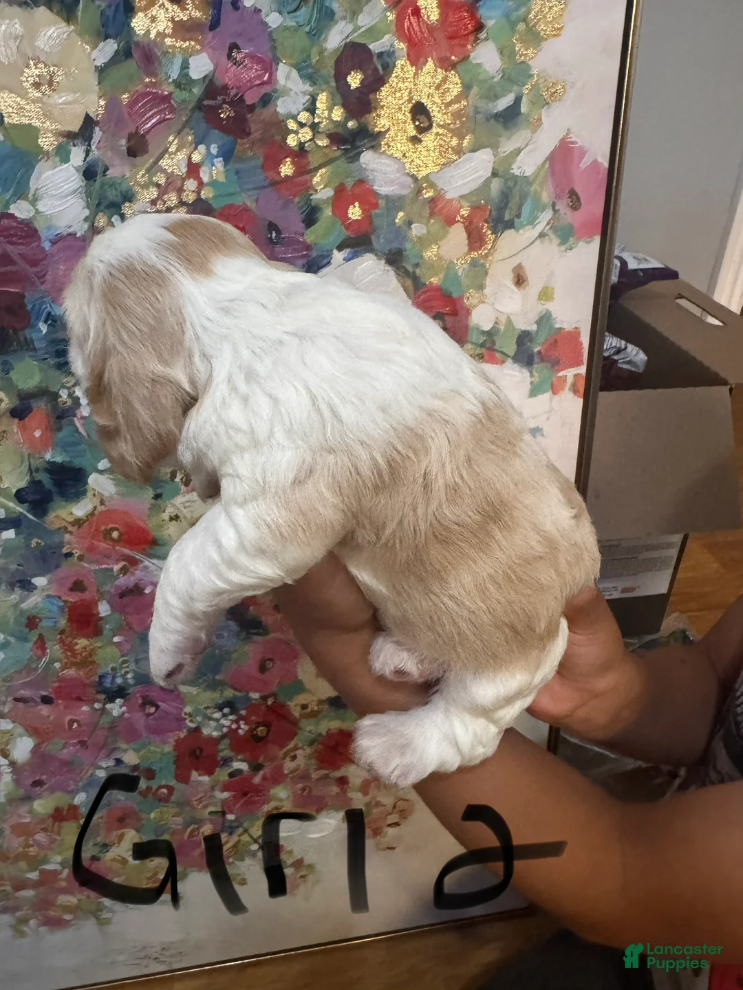 Cocker Spaniel dogs for sale: Cocker Spaniel 4 - Ad 2