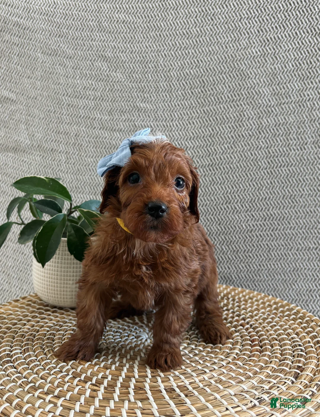 Irish Doodle dogs for sale: Candy - Ad 1