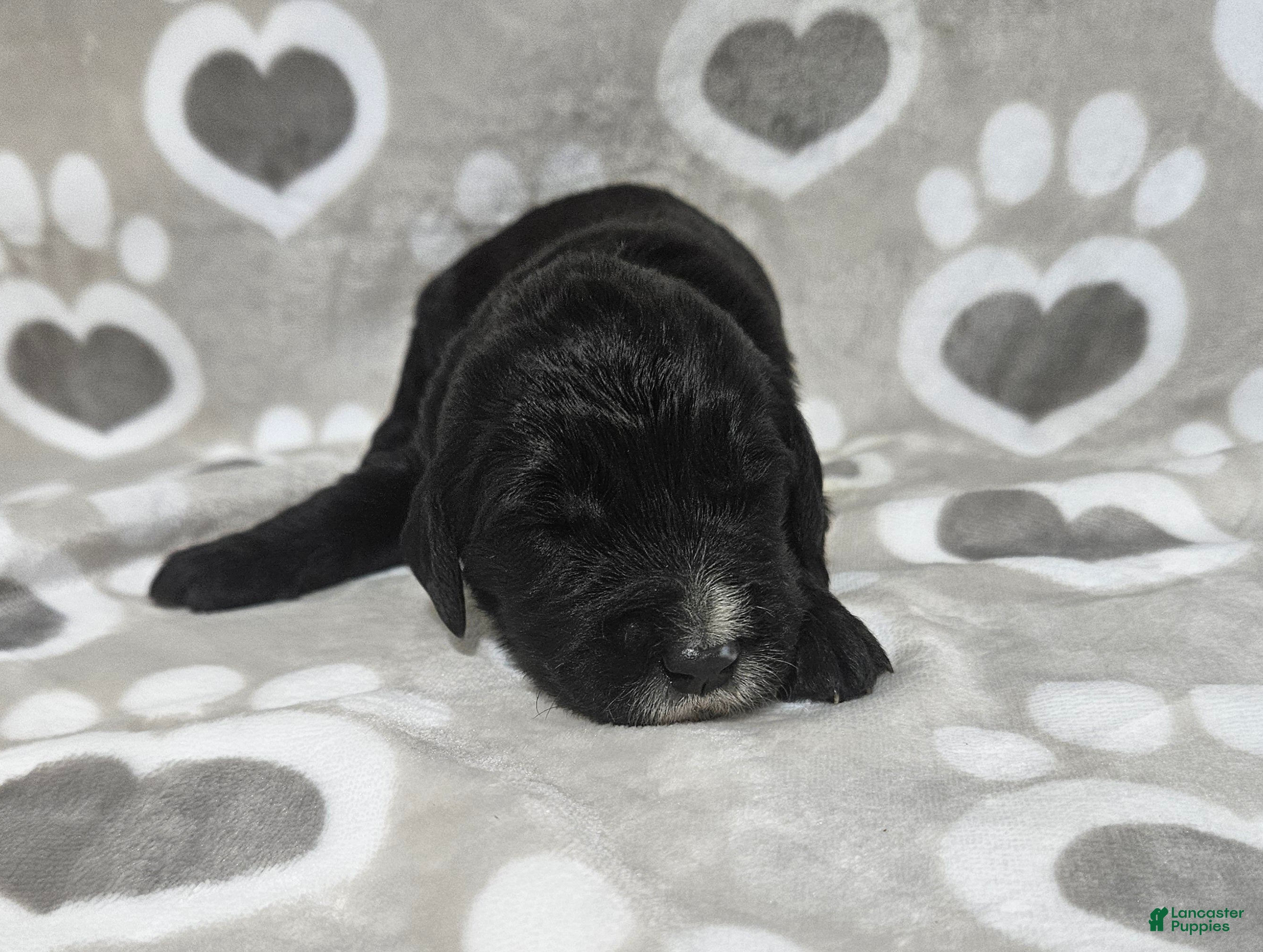 Goldendoodle dogs F1 ButterBean - Ad 25