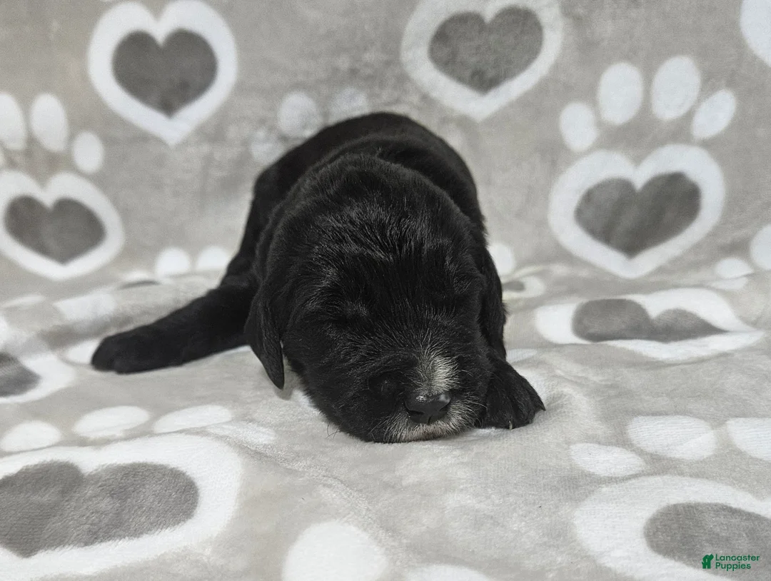 Goldendoodle dogs for sale: F1 ButterBean - Ad 1