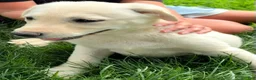 Mixed Breed dogs for sale: Mixed Breed 4 - Ad 10