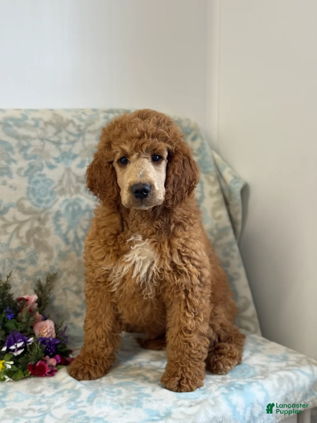 Mini Goldendoodle dogs for sale: Buzzy - Ad 6