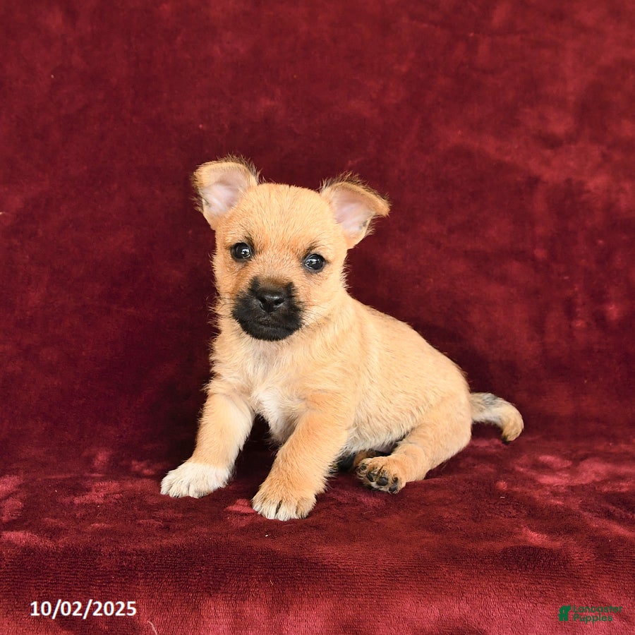 Cairn Terrier dogs Satin - Ad 5