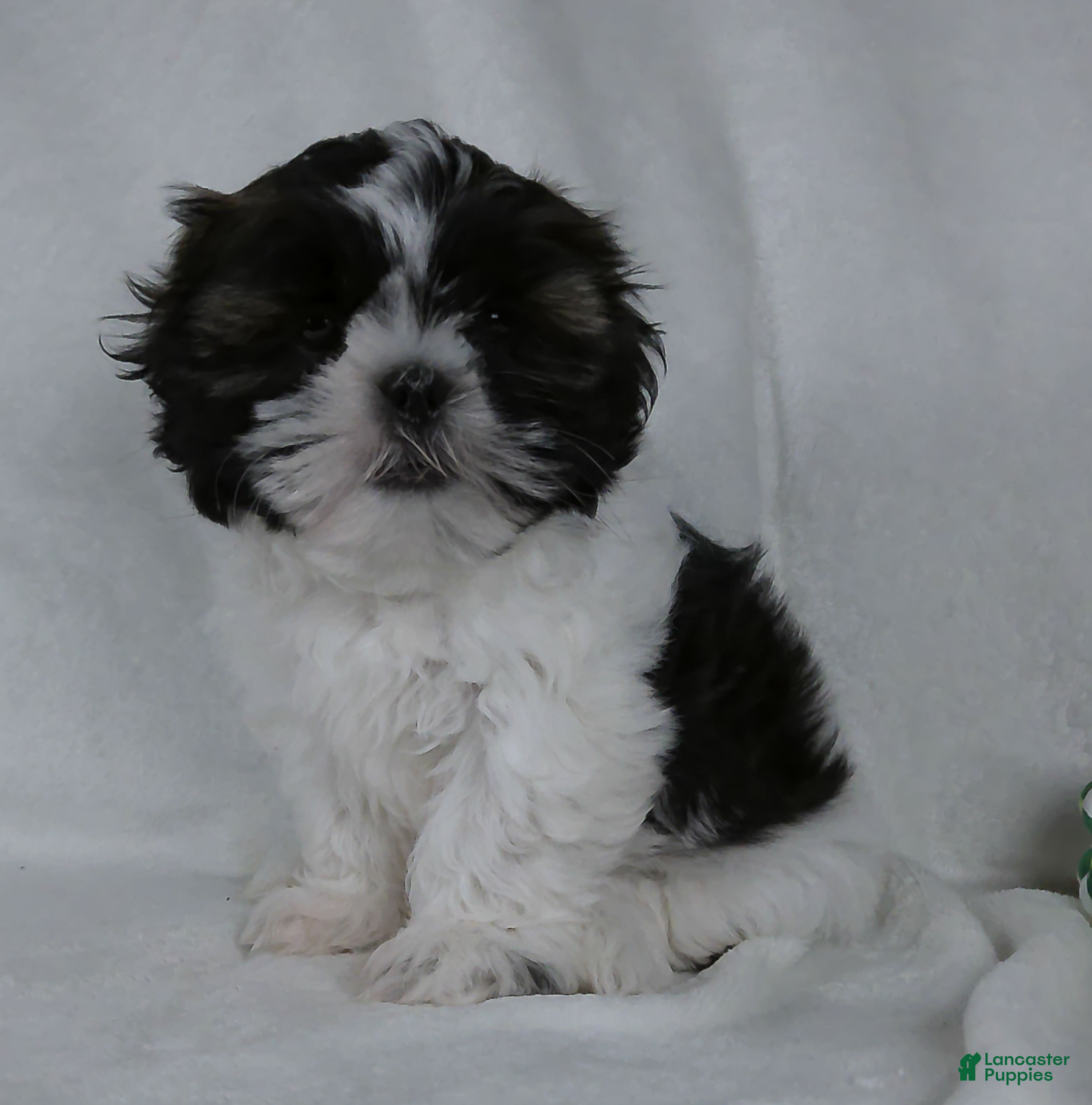 Shih Tzu dogs Patches - Ad 2