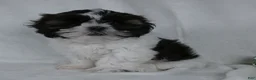 Shih Tzu dogs for sale: Patches - Ad 2