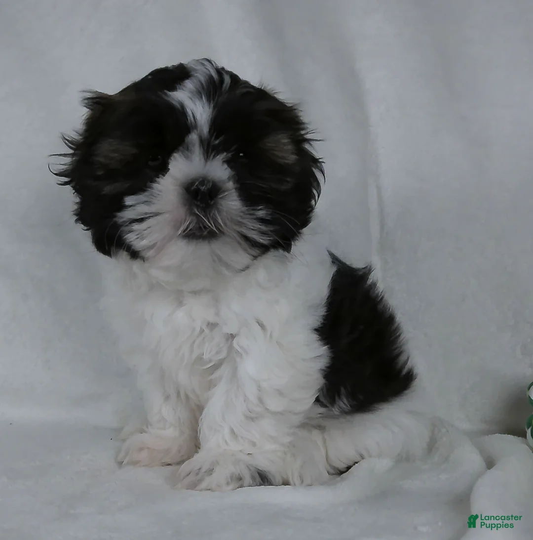 Shih Tzu dogs for sale: Patches - Ad 2