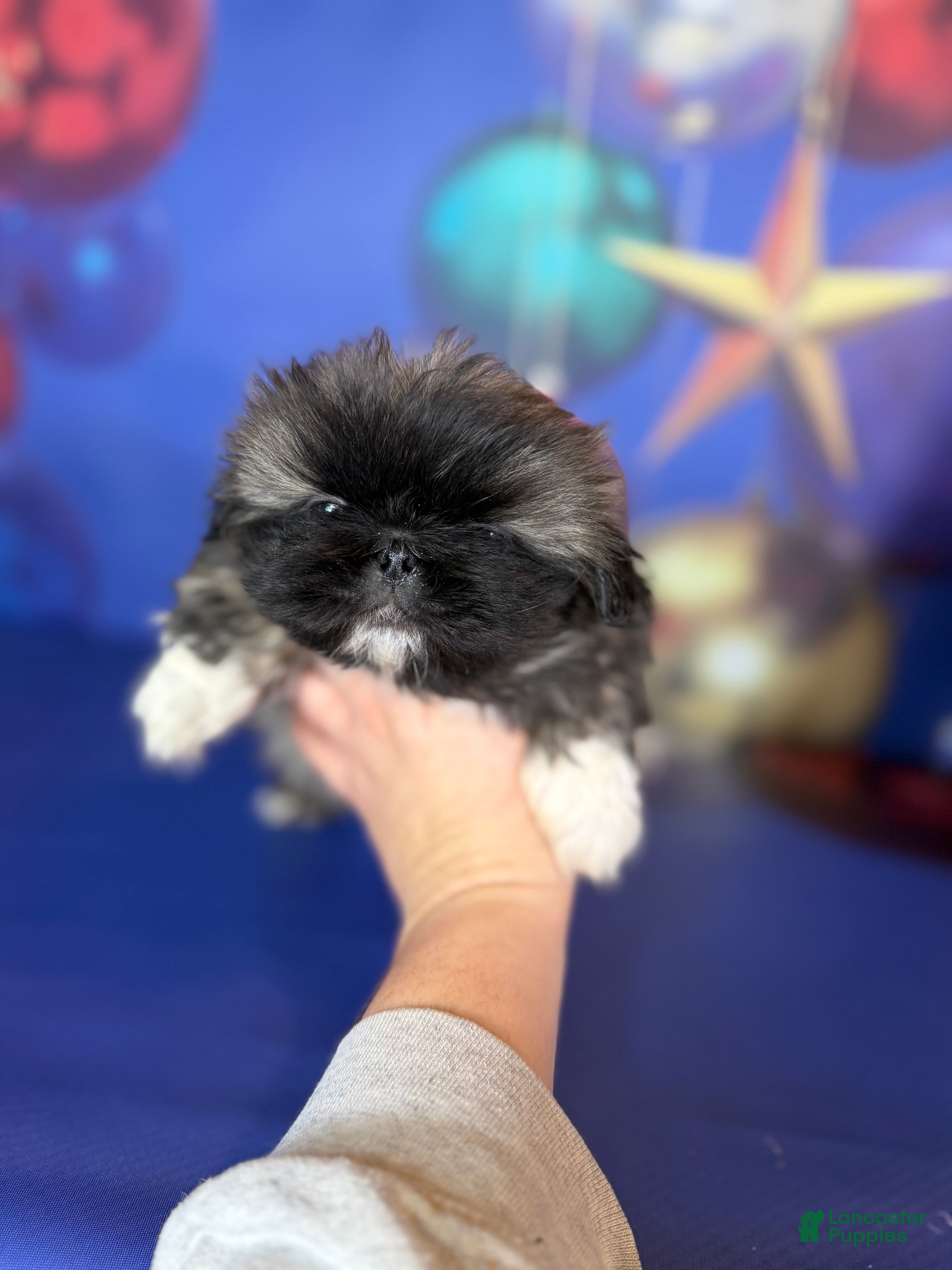 Pekingese dogs AKC DNA OFA Pudding - Ad 4