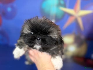 Pekingese dogs AKC DNA OFA Pudding - Ad 6