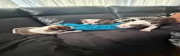 Mixed Breed dogs for sale: Mixed Breed 3 - Ad 7