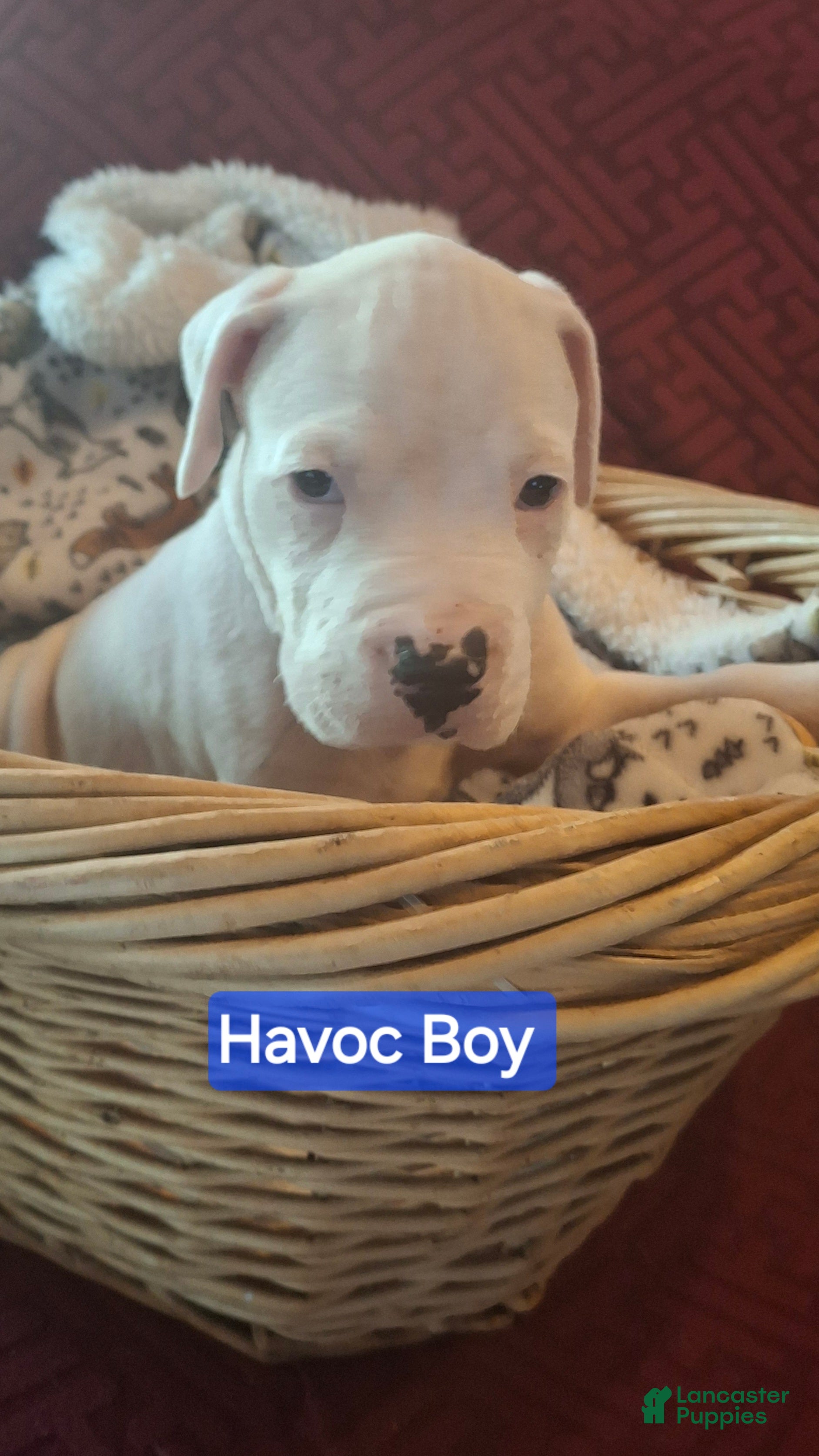 American Bulldog dogs Havoc  - Ad 3