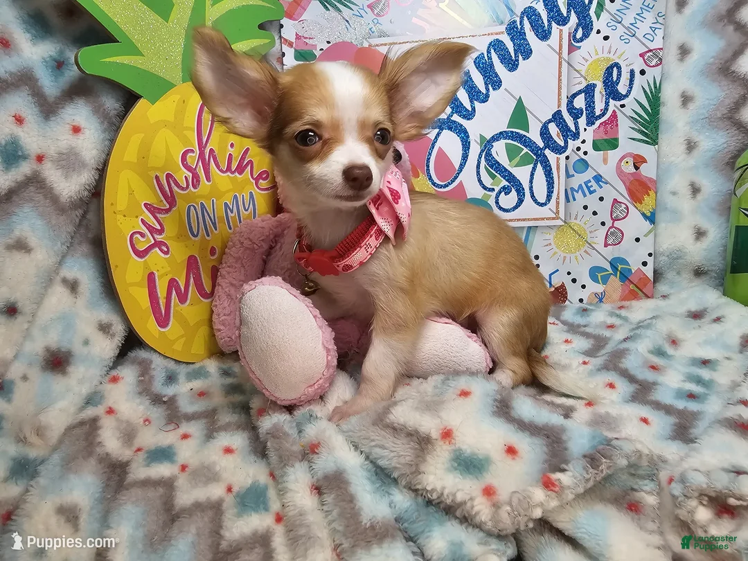 Chihuahua dogs for sale: Sammanta [Long-Haired T-Cup] - Ad 2