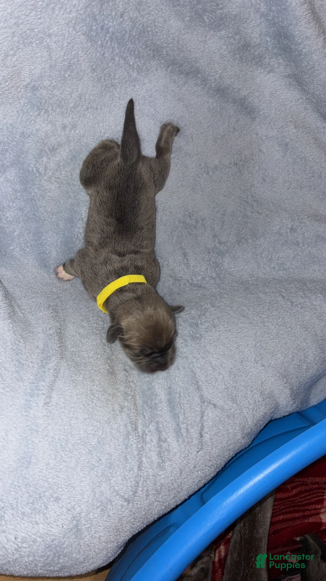 Cane Corso dogs for sale: Cane Corso 5 - Ad 2